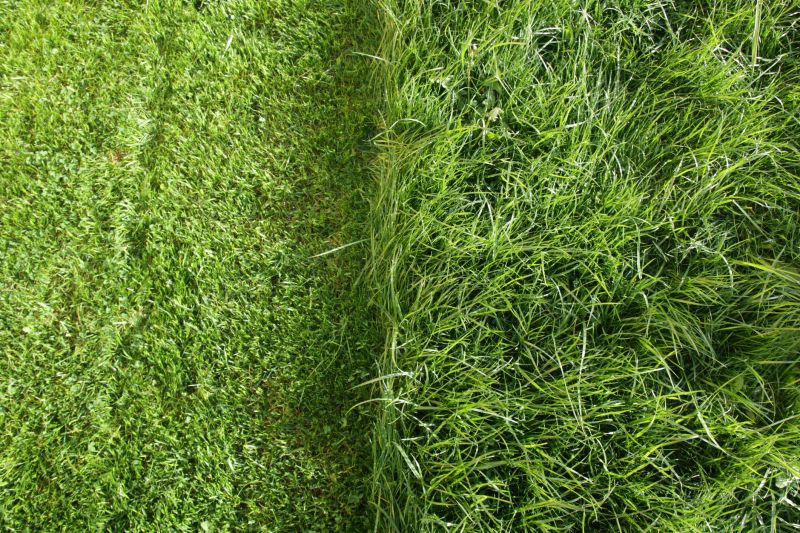 Type of Grass