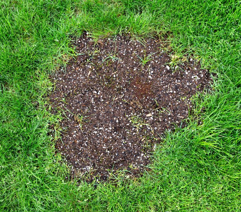 Lawn Patch Repair