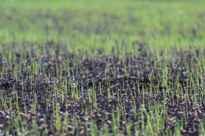 Spring Grass Seeding in Ventura County, CA