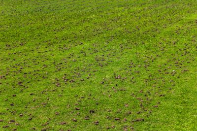 Get Aeration to Improve the Appearance of Your Grass!