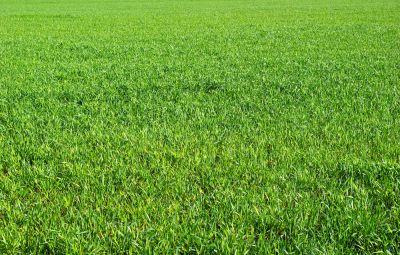 Get Your Grass Looking Great!